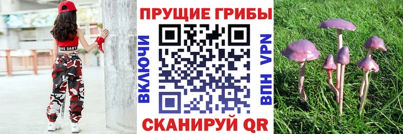 Псилоцибиновые грибы Psilocybe  купить наркотики сайты  kraken tor  Нолинск 